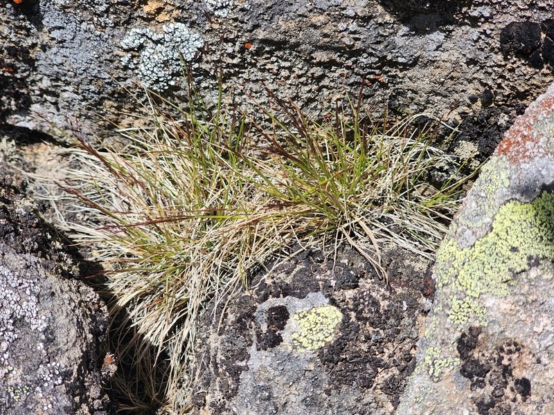 Agrostis venusta photo 3