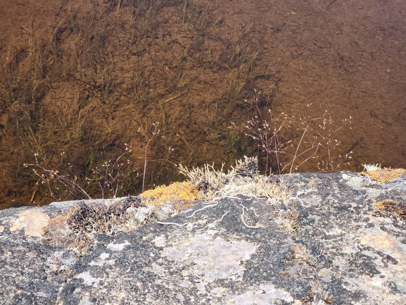 Agrostis venusta photo 4