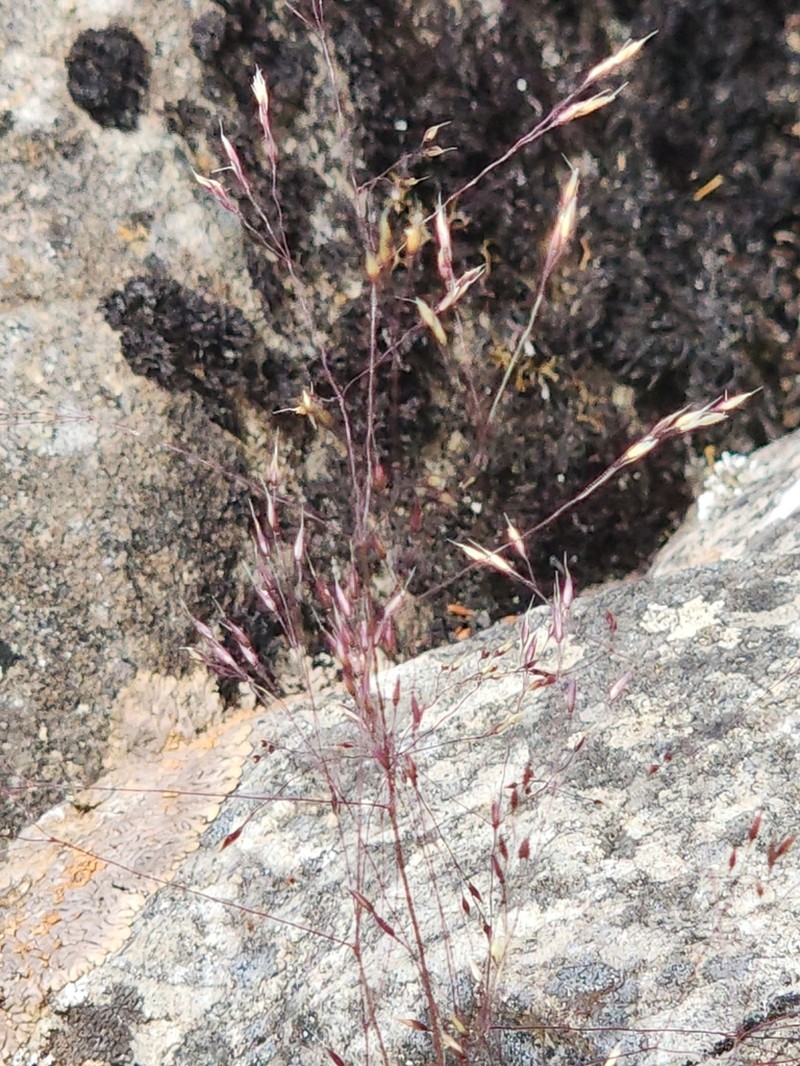 Agrostis venusta photo 5