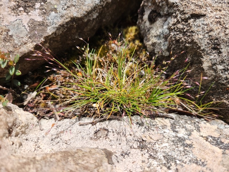 Agrostis venusta photo 6
