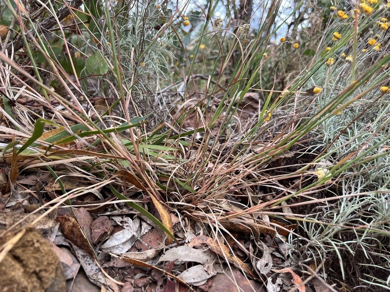 Agrostis venusta photo 8