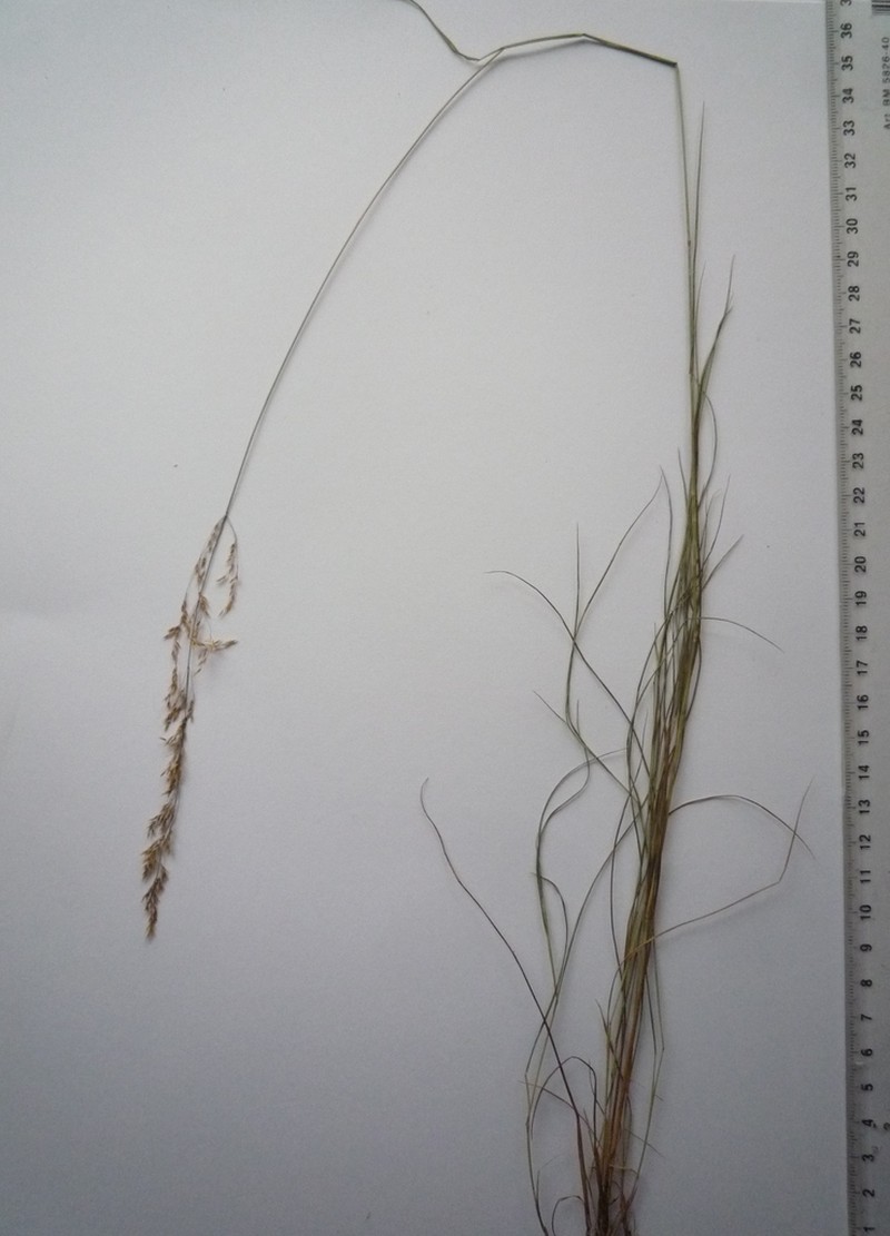Brown Bentgrass photo 3