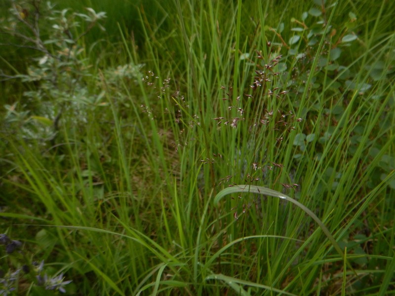 Brown Bentgrass photo 5
