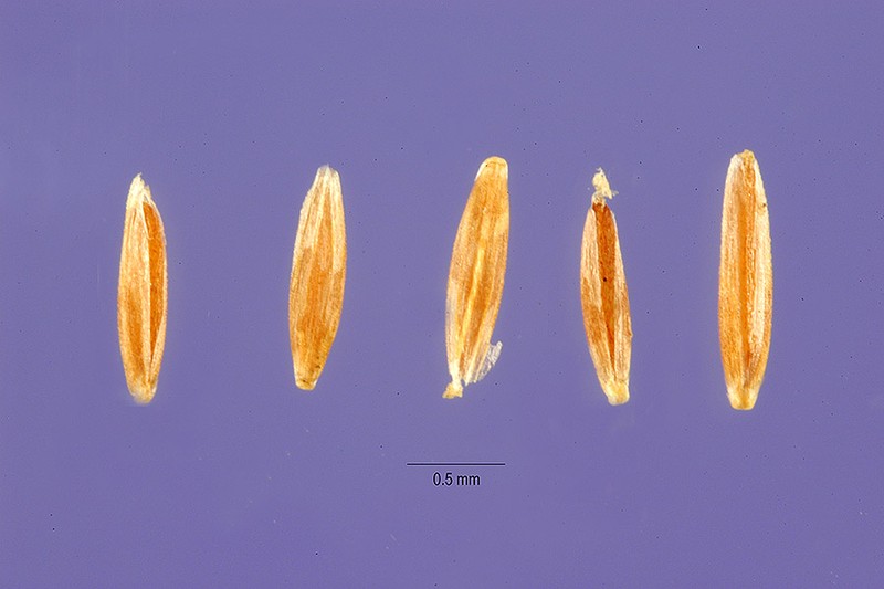 Brown Bentgrass photo 2