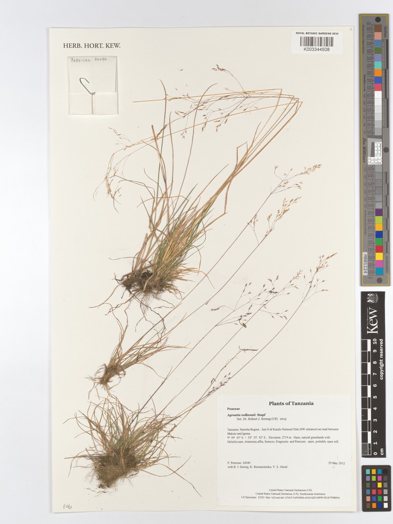 Agrostis volkensii