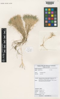 Agrostis wacei
