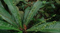 Agrostistachys borneensis