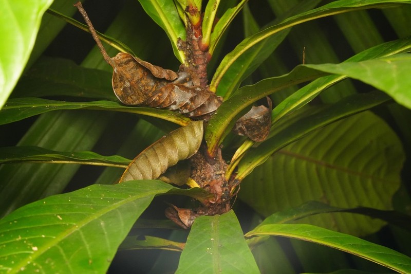 Agrostistachys borneensis photo 2