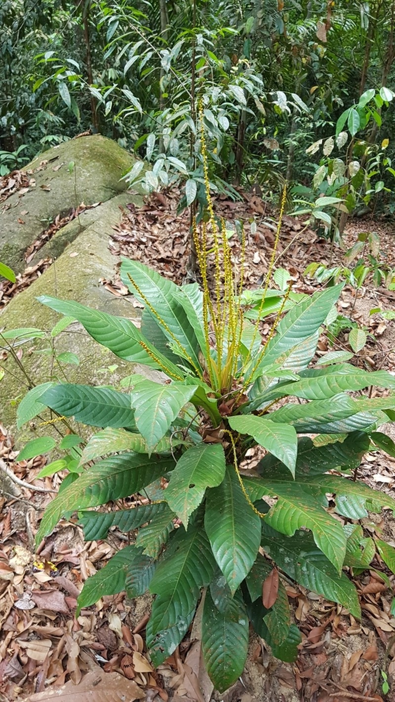Agrostistachys borneensis photo 3