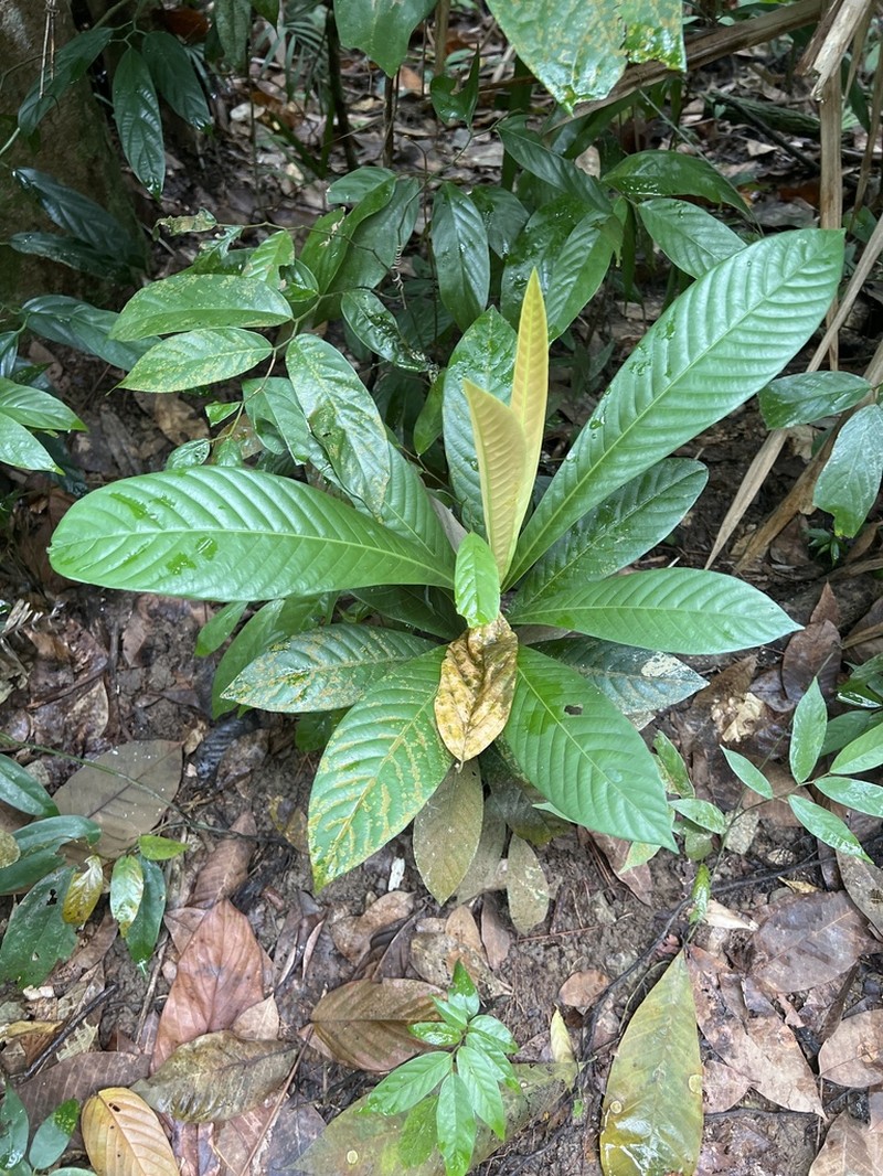Agrostistachys borneensis photo 4