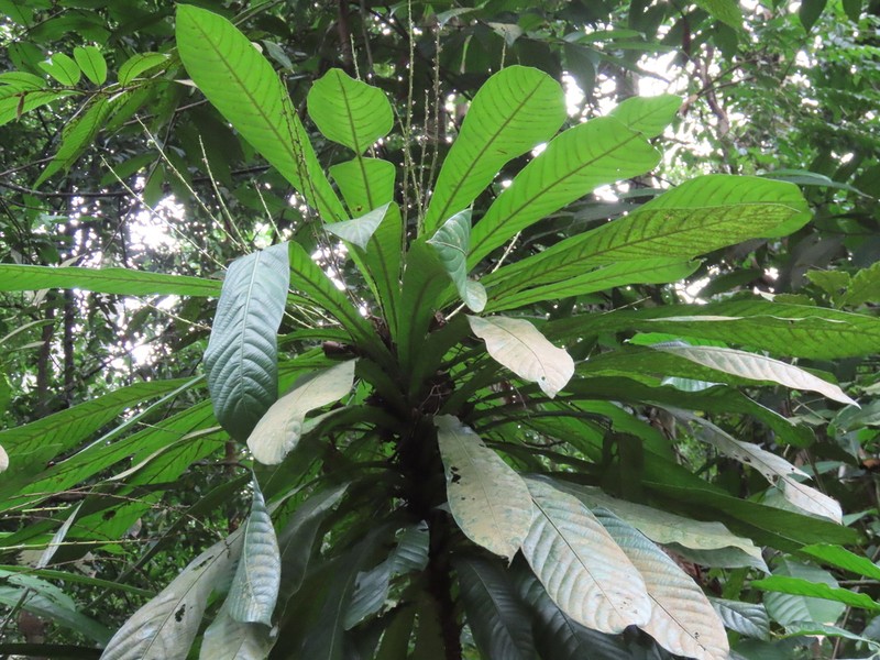 Agrostistachys borneensis photo 5
