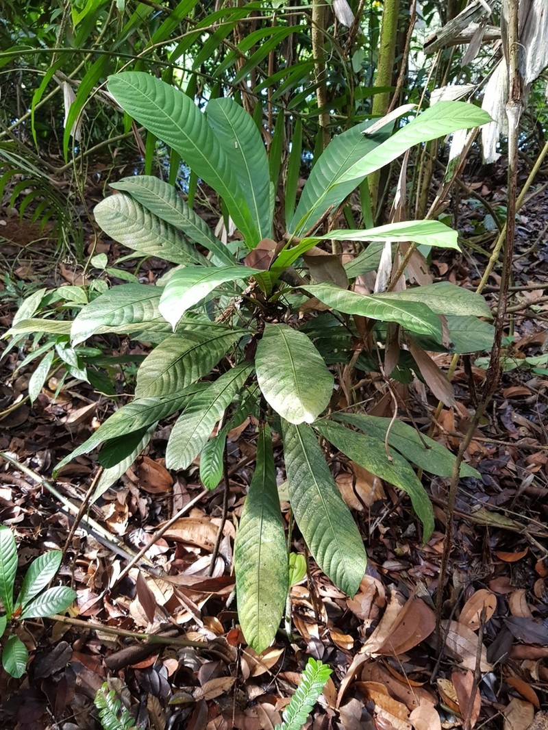 Agrostistachys borneensis photo 6