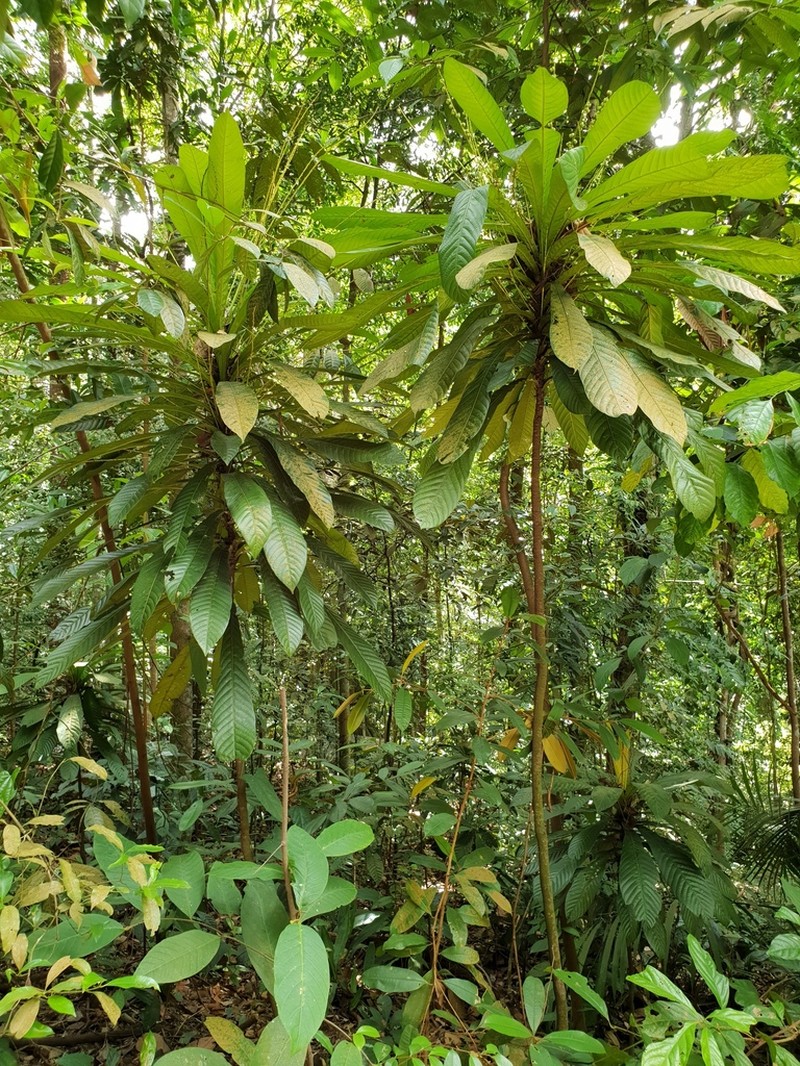Agrostistachys borneensis photo 7