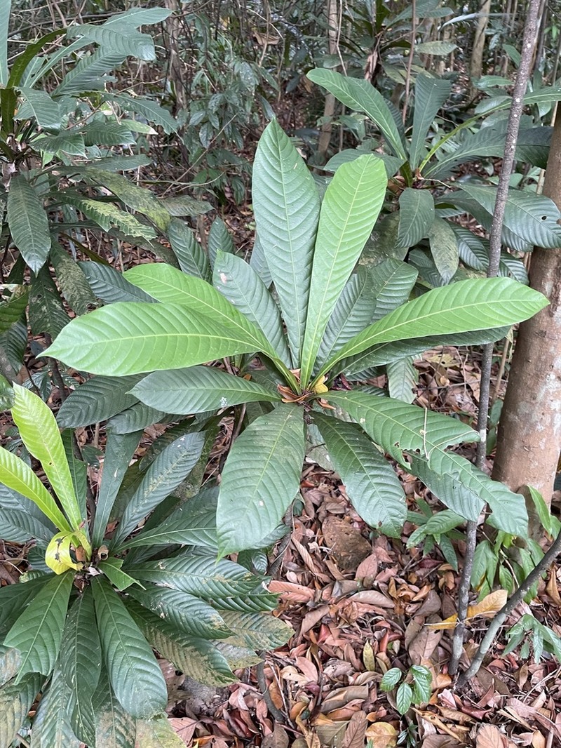 Agrostistachys borneensis photo 8