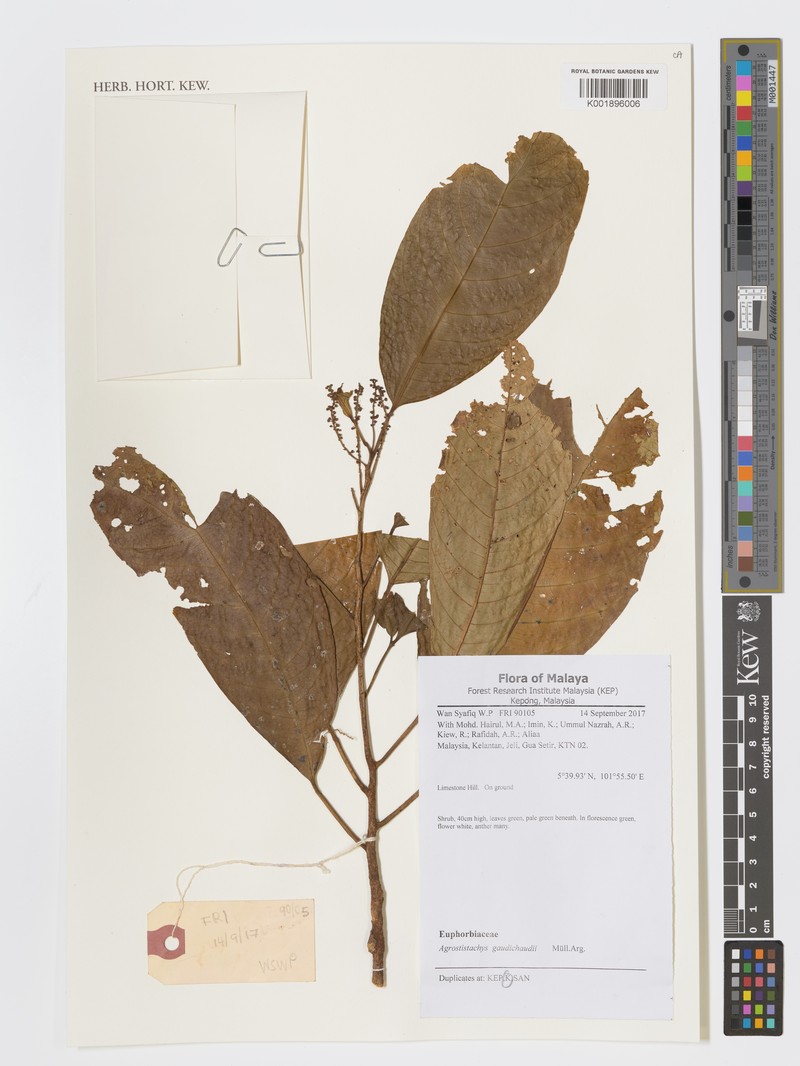 Agrostistachys gaudichaudii photo 2