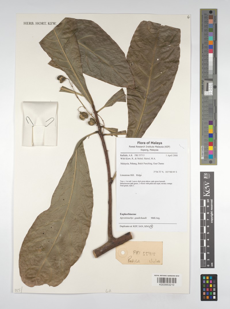 Agrostistachys gaudichaudii photo 3