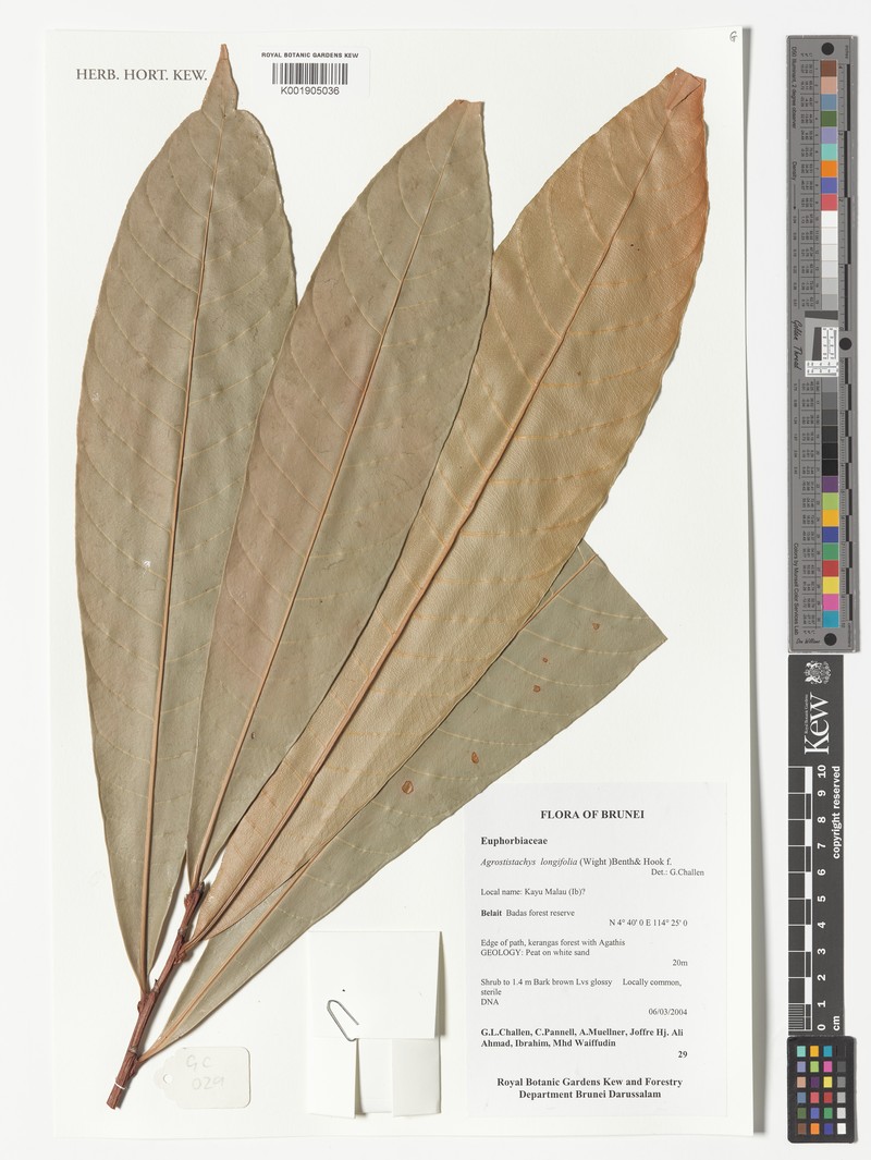 Agrostistachys gaudichaudii photo 4