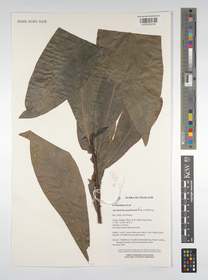 Agrostistachys gaudichaudii photo 6