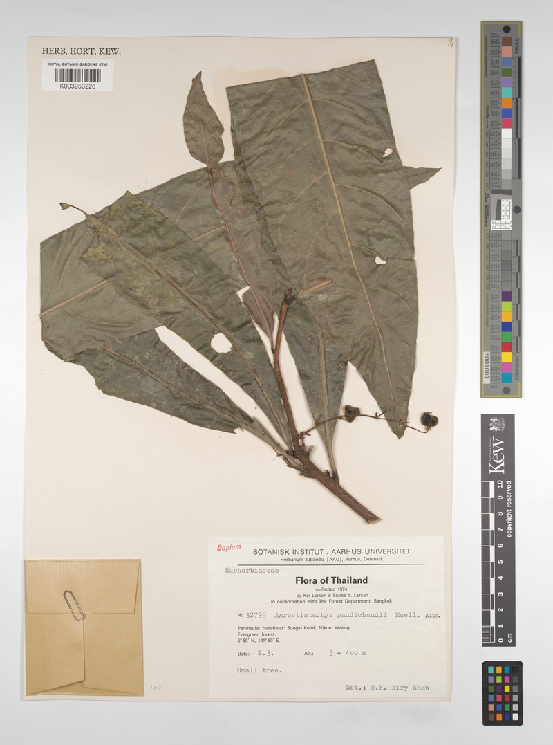 Agrostistachys gaudichaudii photo 7