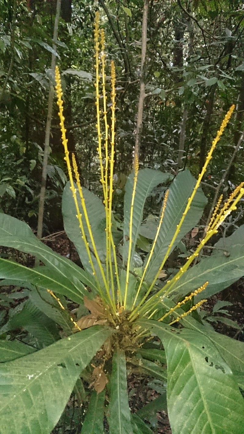 Agrostistachys indica