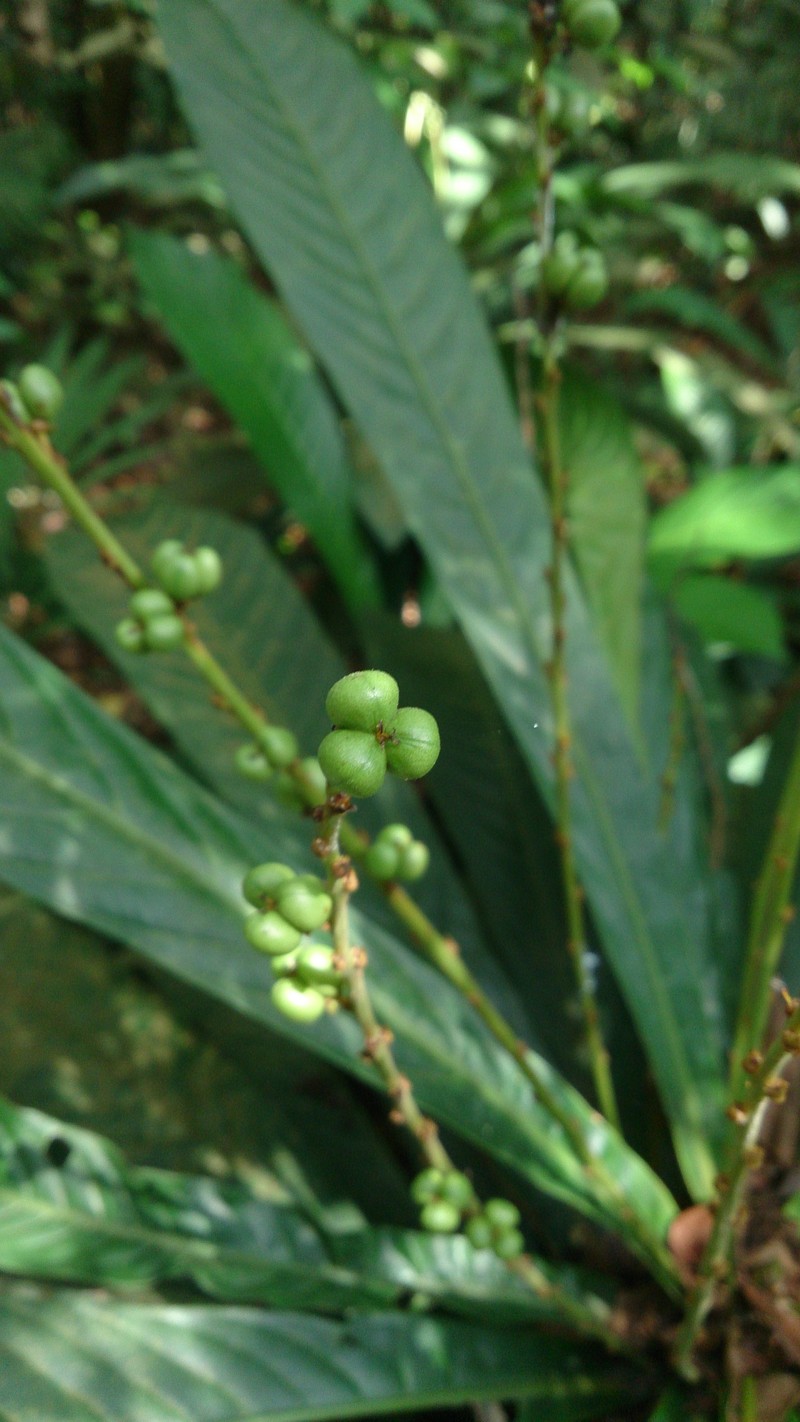 Agrostistachys indica photo 2