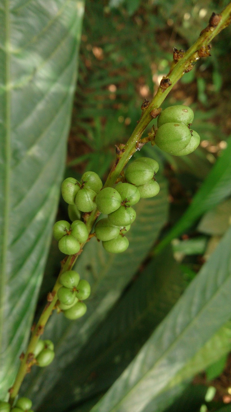 Agrostistachys indica photo 3