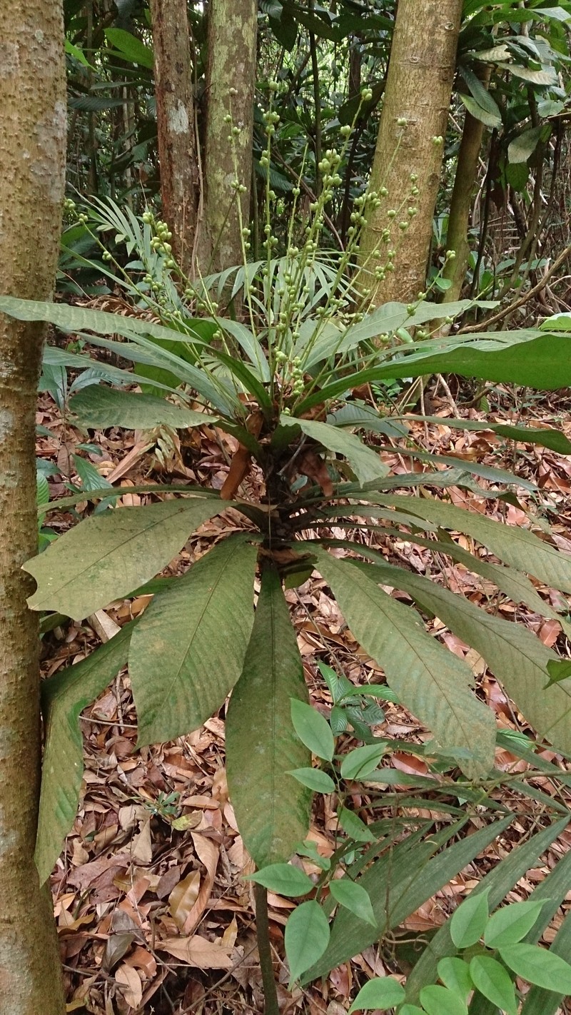 Agrostistachys indica photo 4