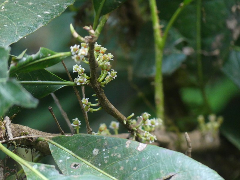 Agrostistachys indica photo 6