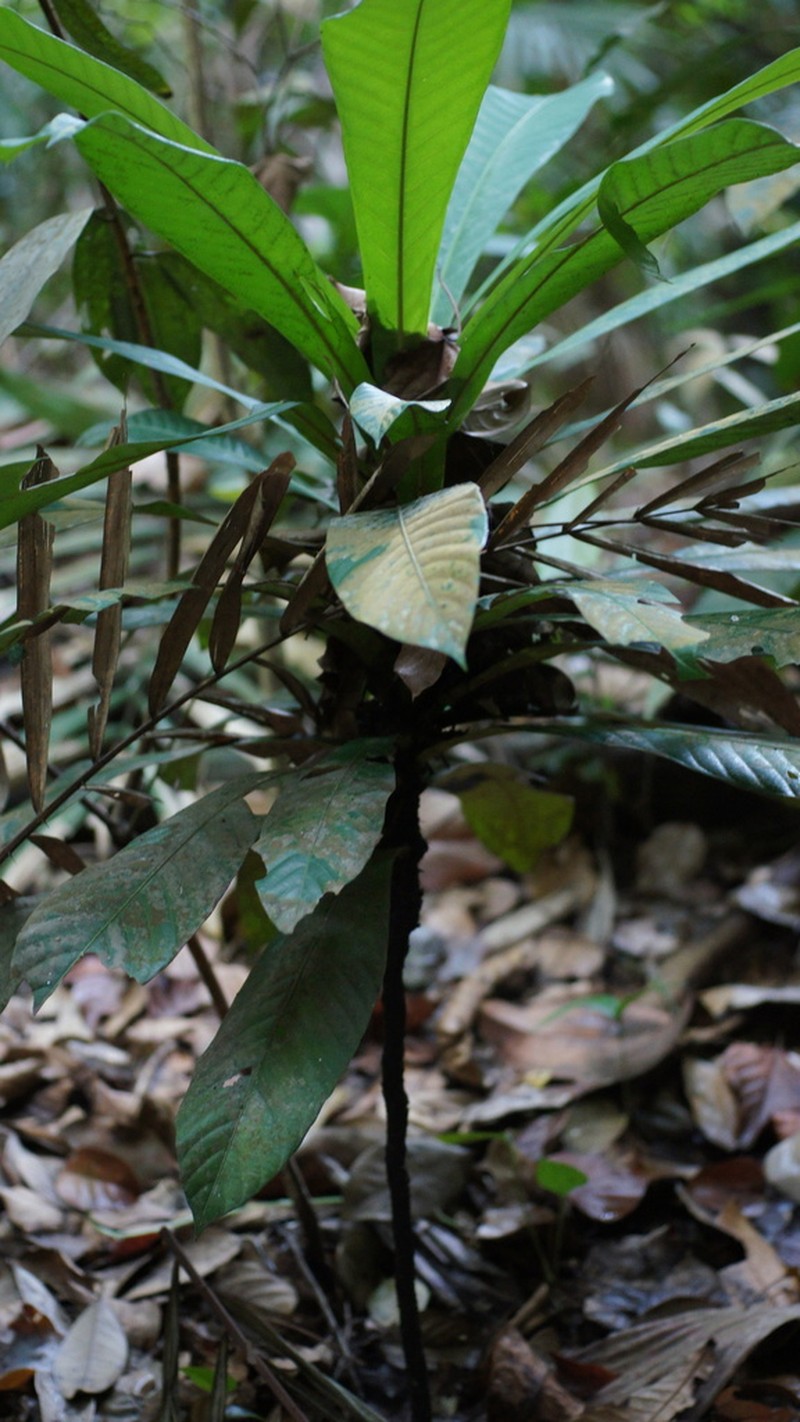 Agrostistachys indica photo 7