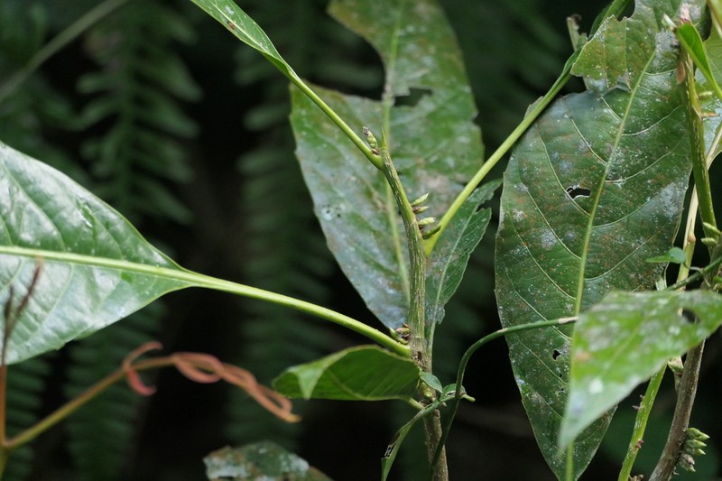 Agrostistachys indica photo 8