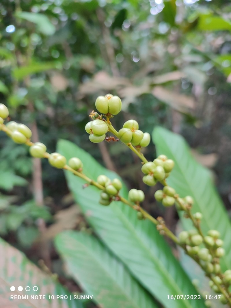 Agrostistachys sessilifolia