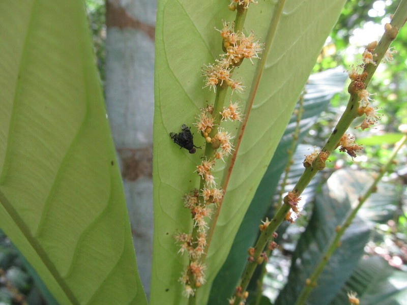 Agrostistachys sessilifolia photo 2