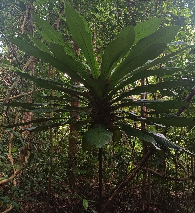 Agrostistachys sessilifolia photo 3