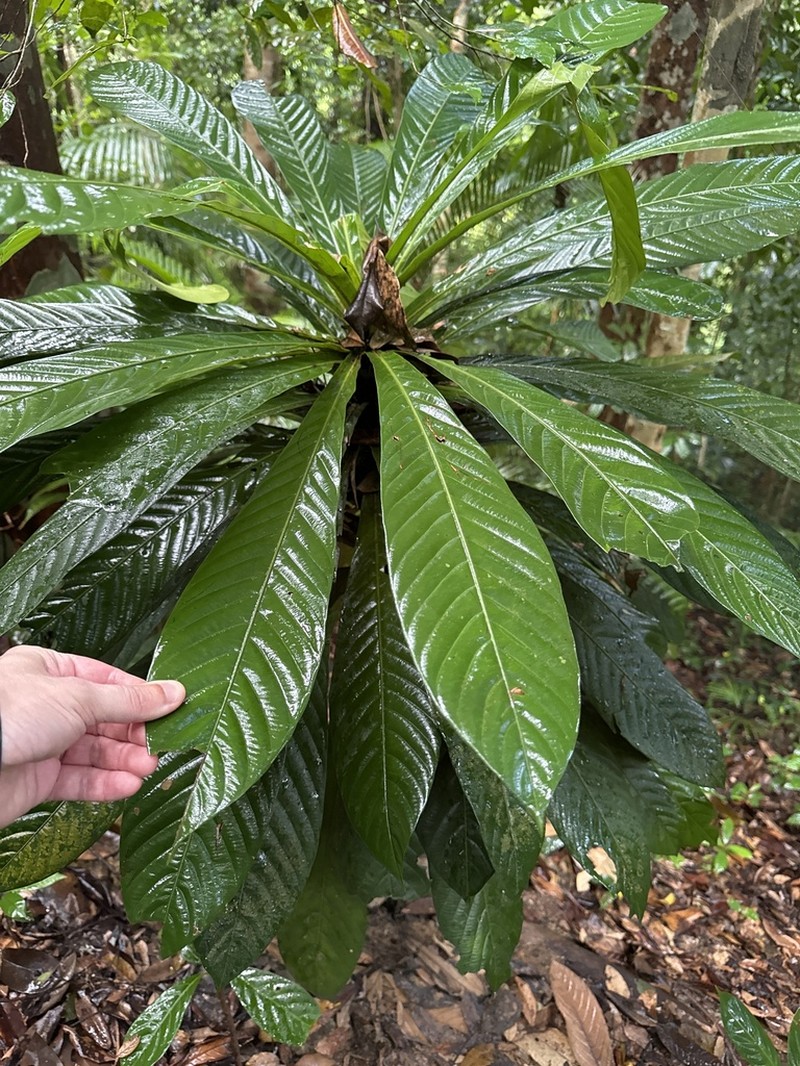 Agrostistachys sessilifolia photo 4