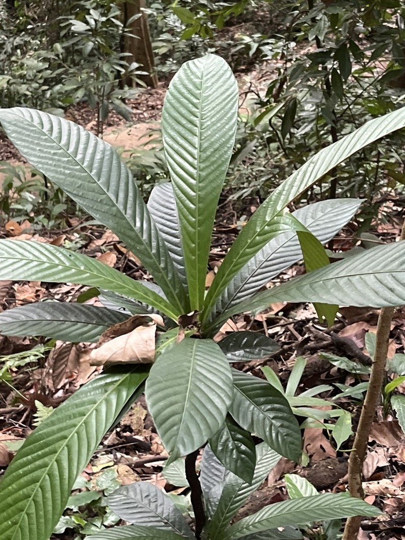 Agrostistachys sessilifolia photo 5