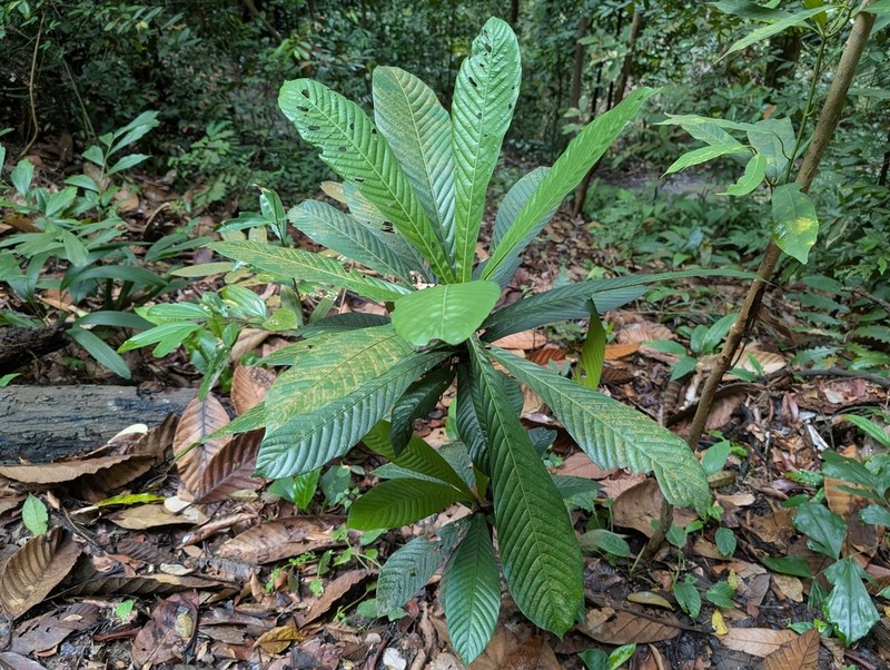 Agrostistachys sessilifolia photo 6