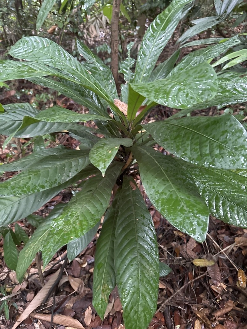 Agrostistachys sessilifolia photo 7