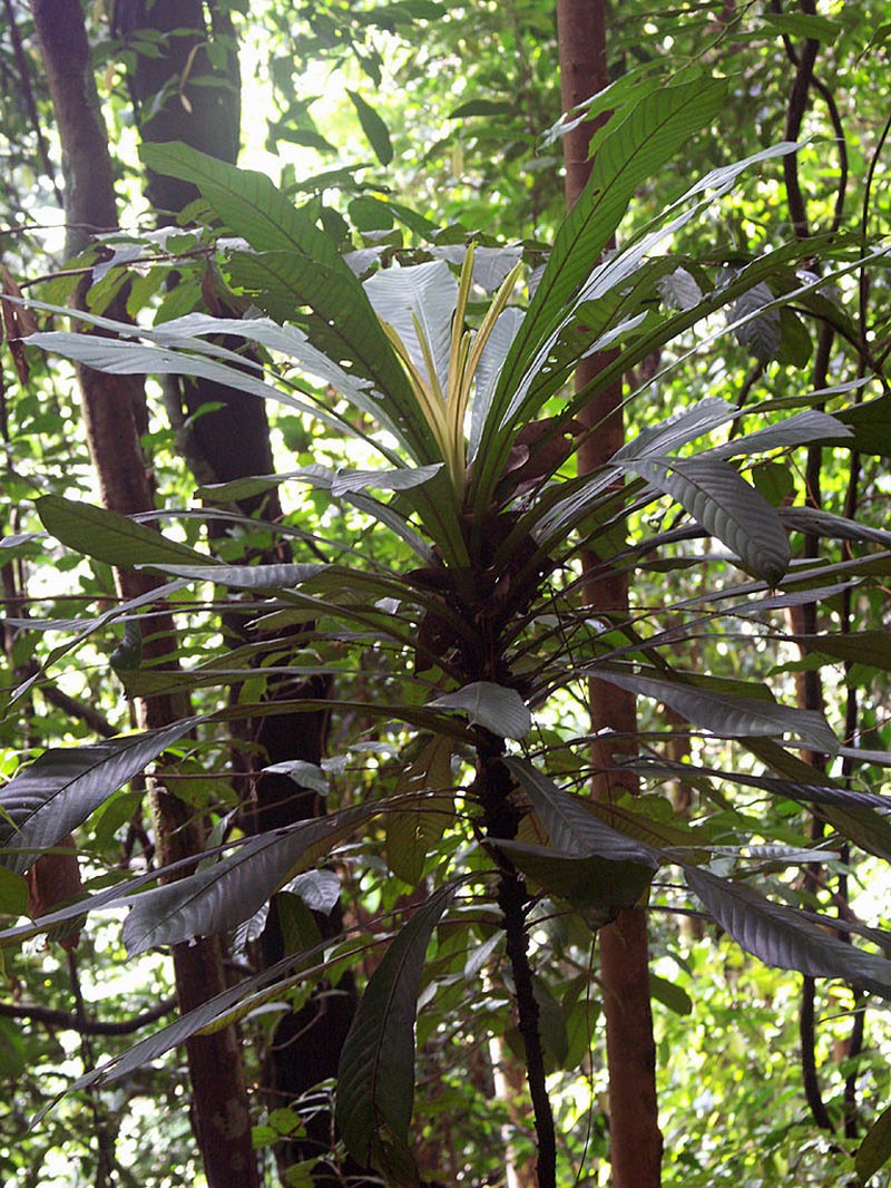 Agrostistachys sessilifolia photo 8