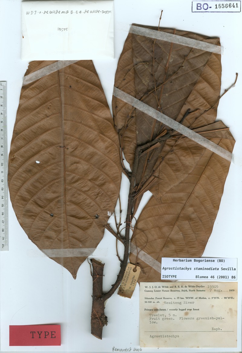 Agrostistachys staminodiata