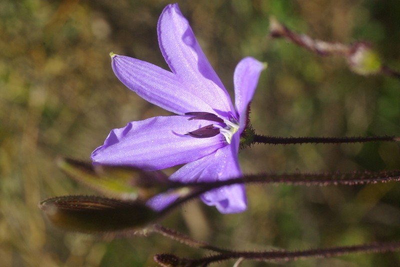 Agrostocrinum hirsutum
