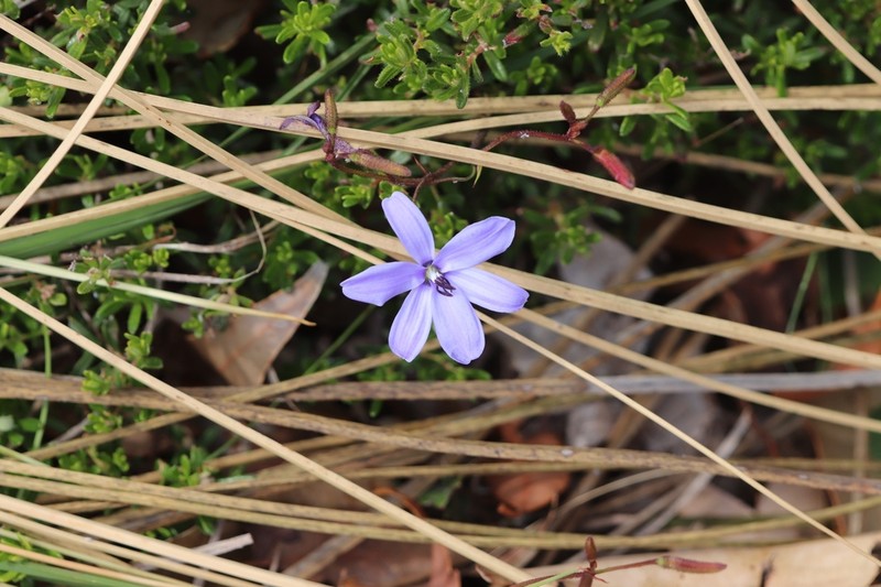 Agrostocrinum hirsutum photo 2