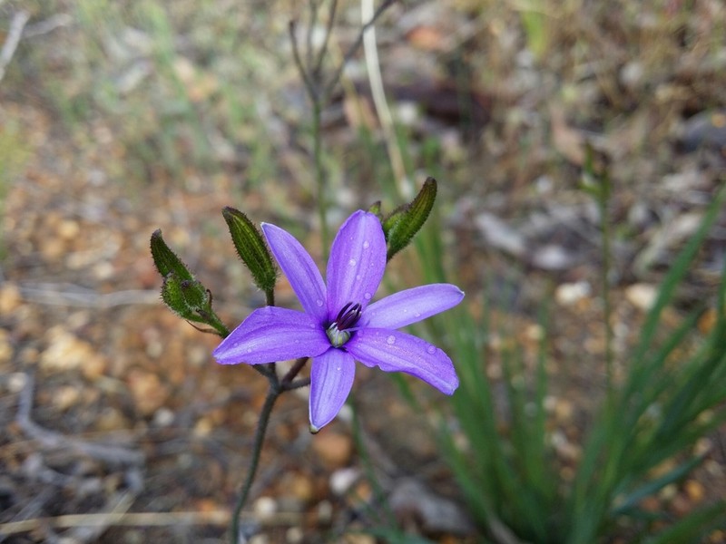 Agrostocrinum hirsutum photo 3