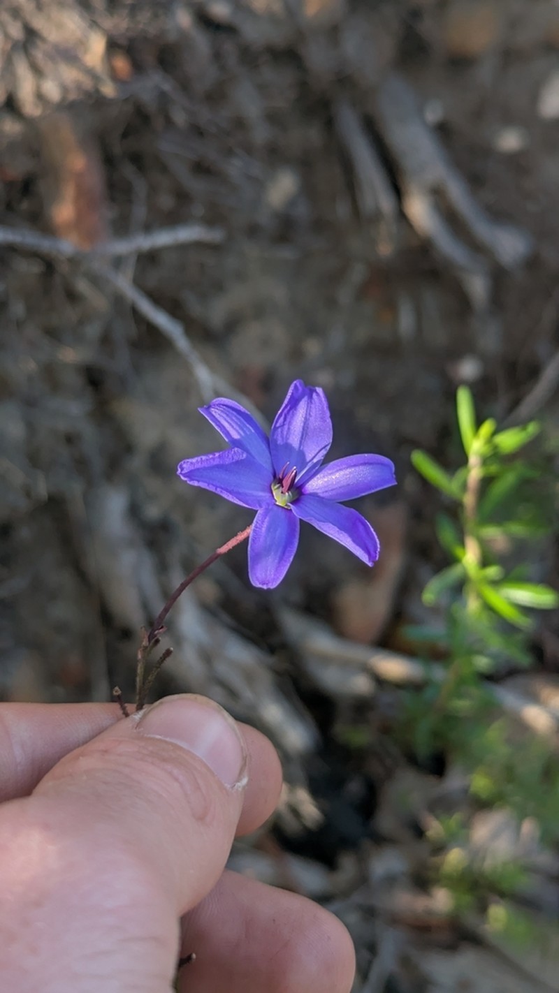 Agrostocrinum hirsutum photo 6