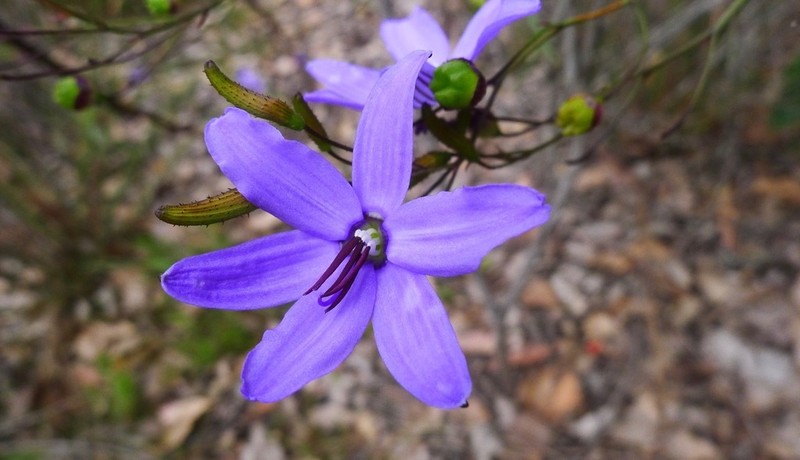 Agrostocrinum hirsutum photo 7