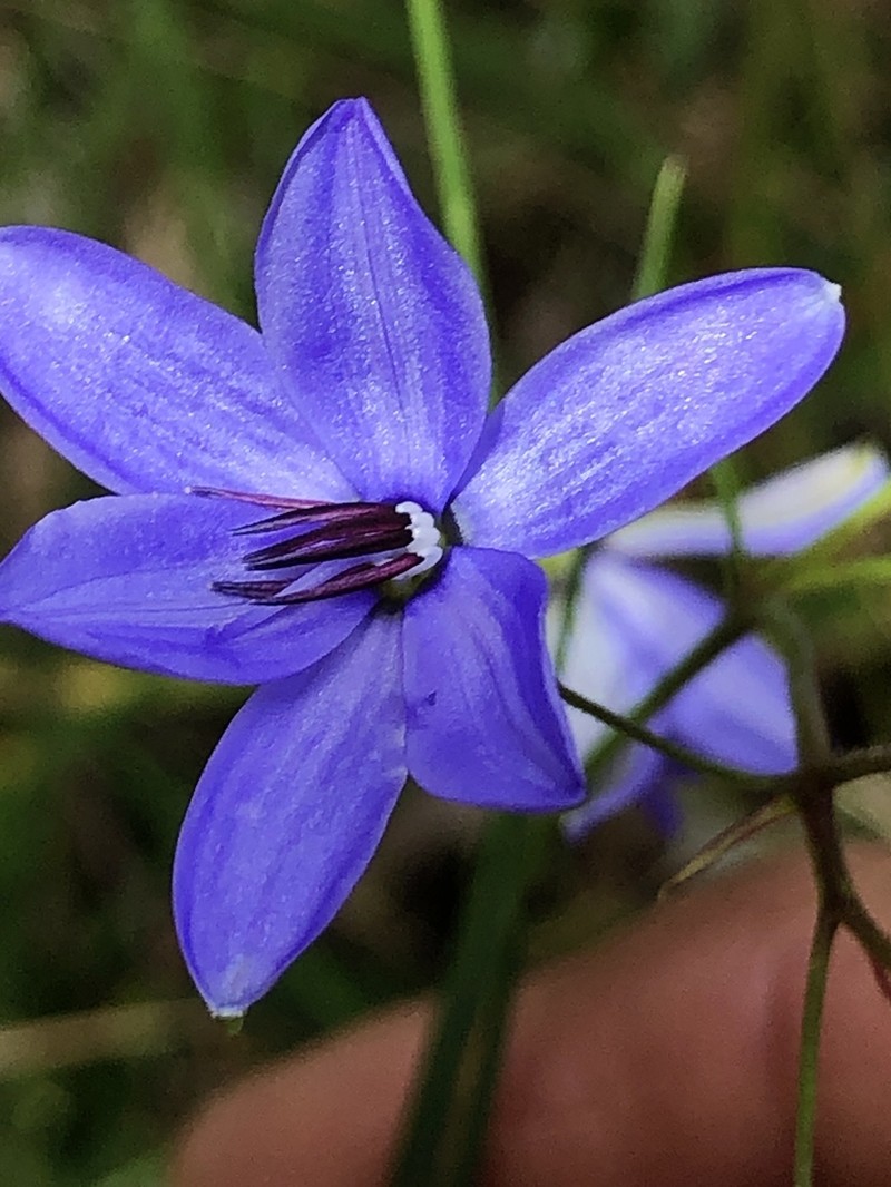 Agrostocrinum hirsutum photo 8