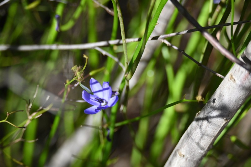 Agrostocrinum scabrum
