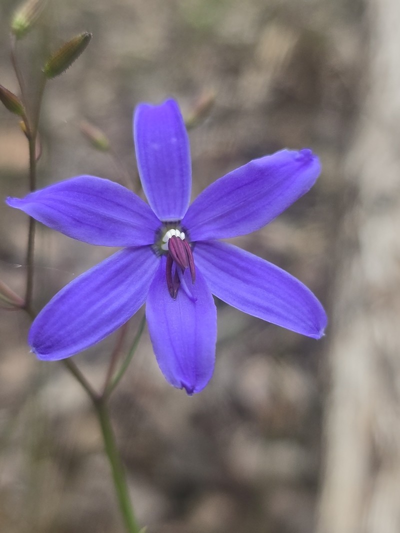 Agrostocrinum scabrum photo 2