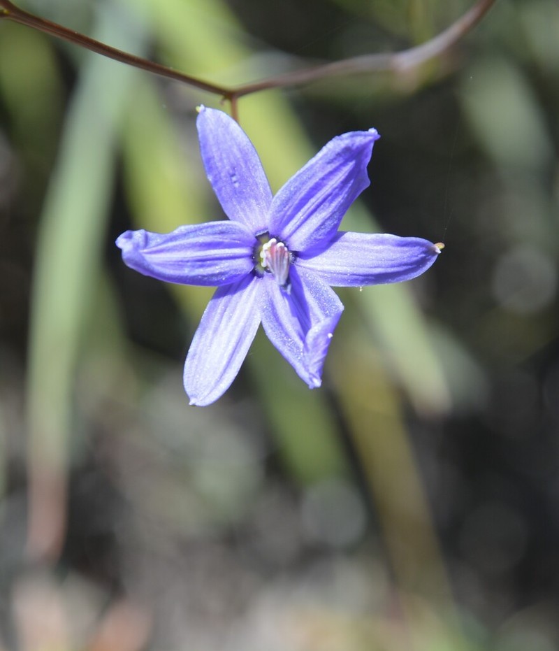 Agrostocrinum scabrum photo 3