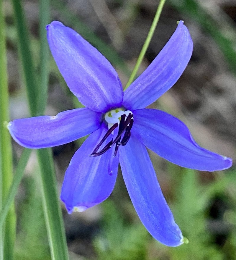 Agrostocrinum scabrum photo 4