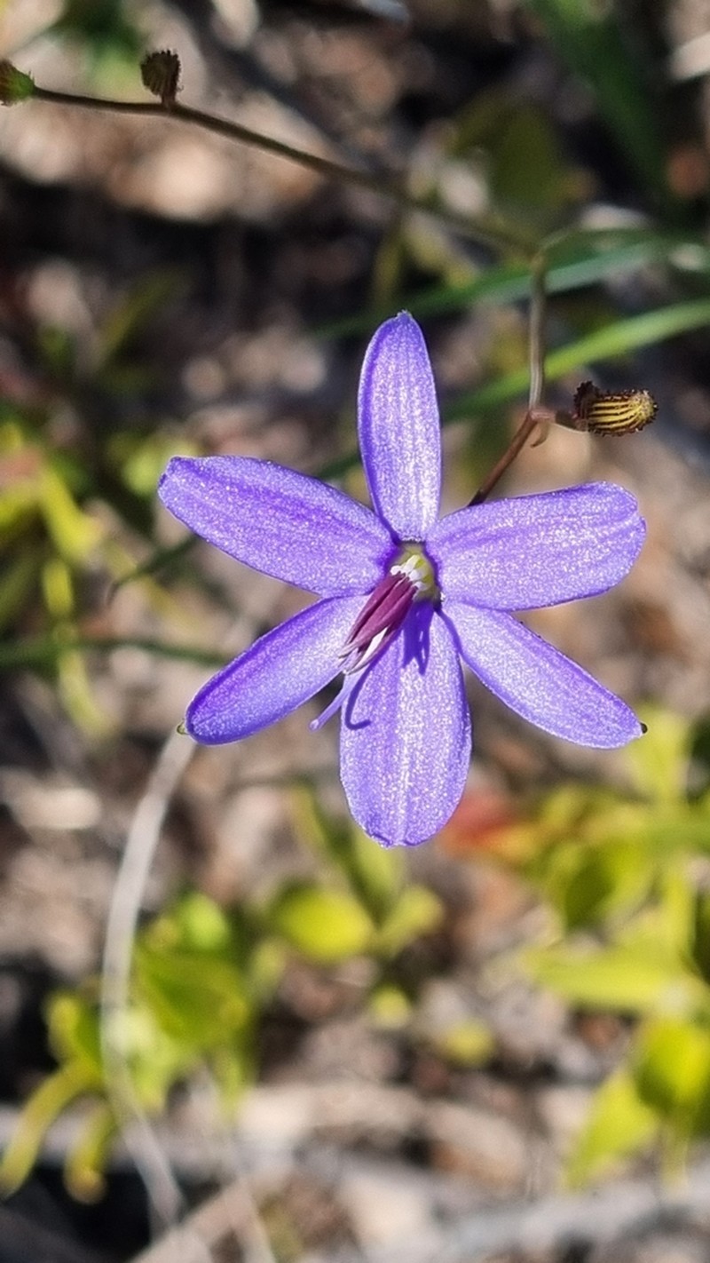 Agrostocrinum scabrum photo 5